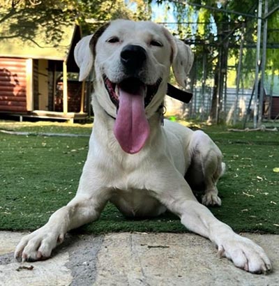 Φιλοξενία σκύλων I Love Dogs