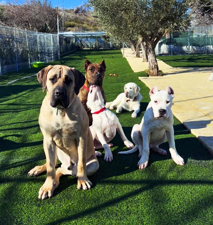 Ξενοδοχείο σκύλων