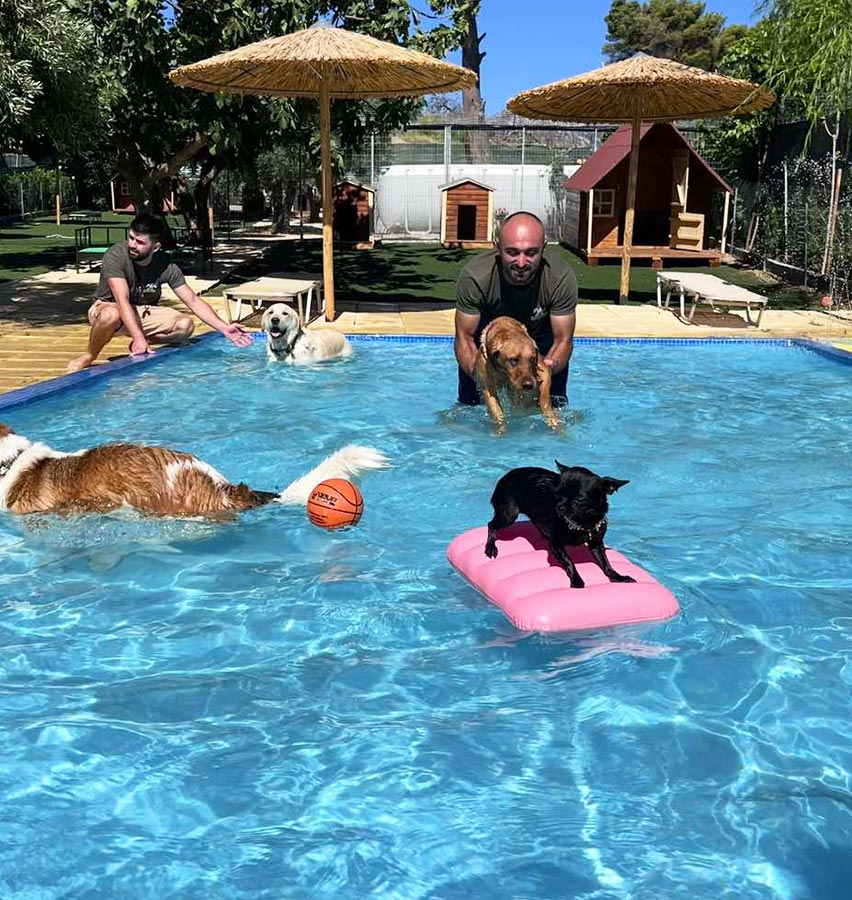 Ξενοδοχείο σκύλων