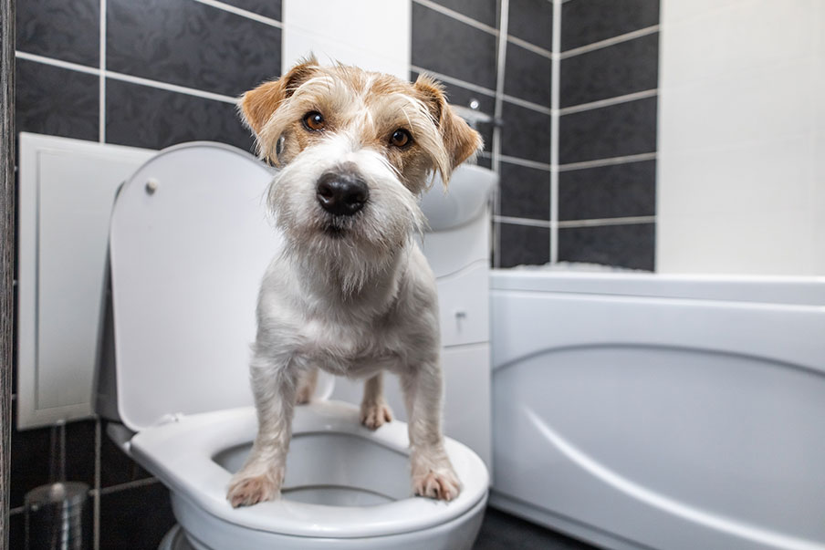 Πως να εκπαιδεύσουμε το σκύλο μας για τουαλέτα