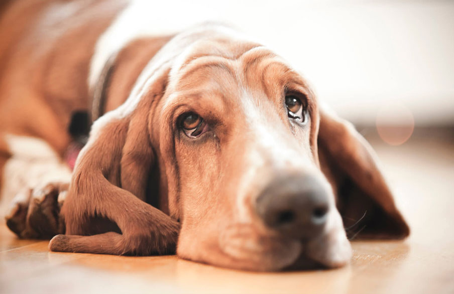 5 λόγοι που ο σκύλος σας δακρύζει