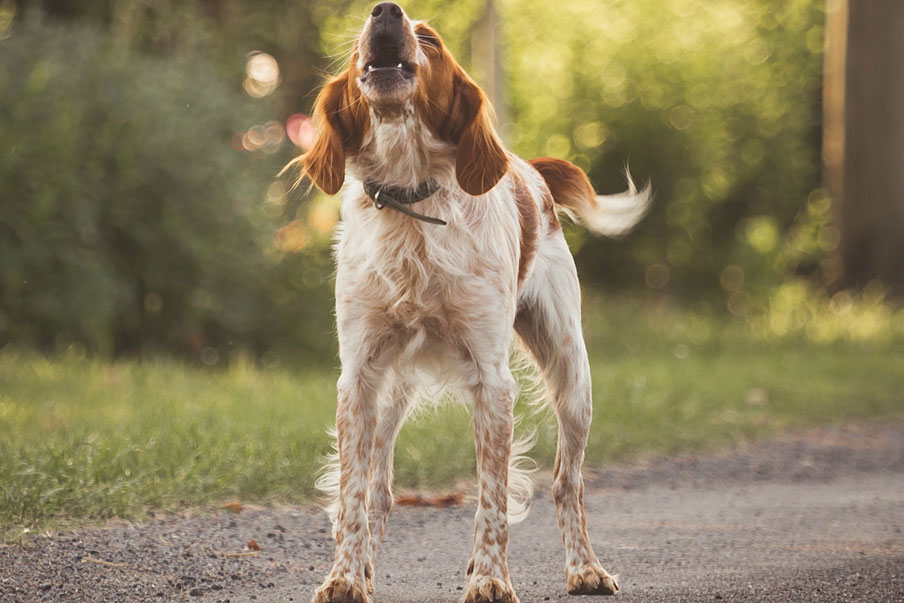 Αν ο σκύλος σας γαβγίζει ασταμάτητα
