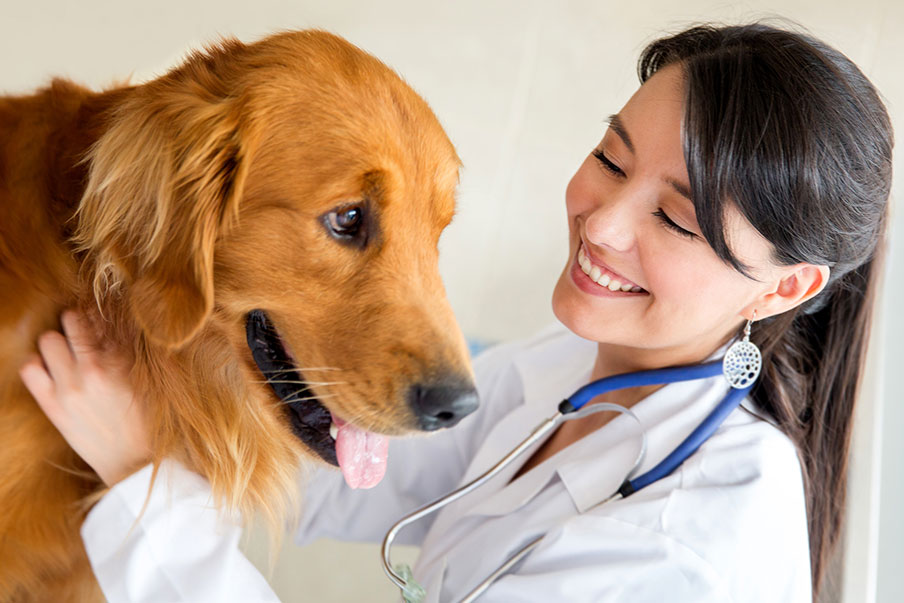 Γιατί να στειρώσω το σκύλο μου