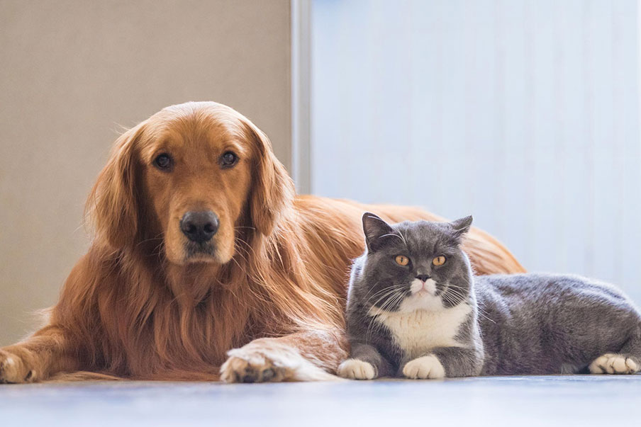 Σκύλος και γάτα. Πως θα γίνουν δυο καλά φιλαράκια