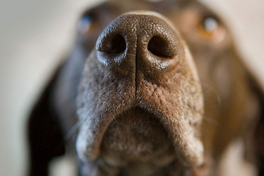 Οι σκύλοι και οι αισθήσεις τους