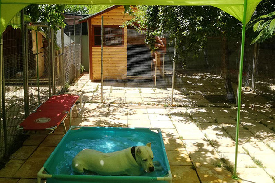 Ξενοδοχείο σκύλων τιμές