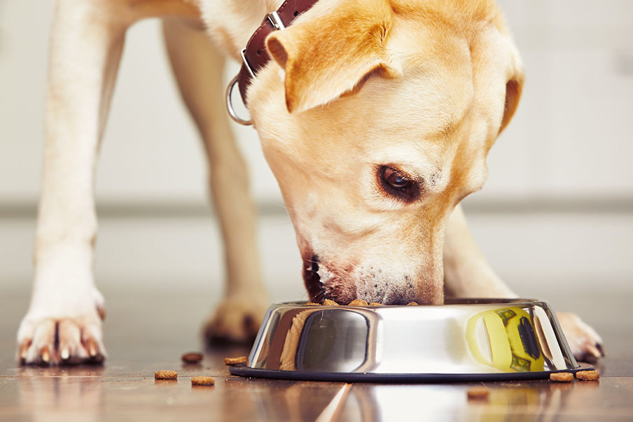 Υπάρχει ιδανική διατροφή για τον σκύλο μου