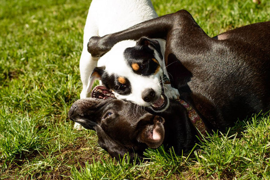 Πώς να κοινωνικοποιήσετε τον σκύλο σας