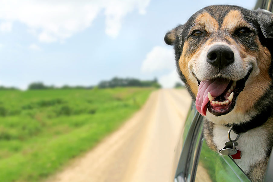 Ο σκύλος και το αυτοκίνητο: συμβουλές για ασφαλείς περιπέτειες