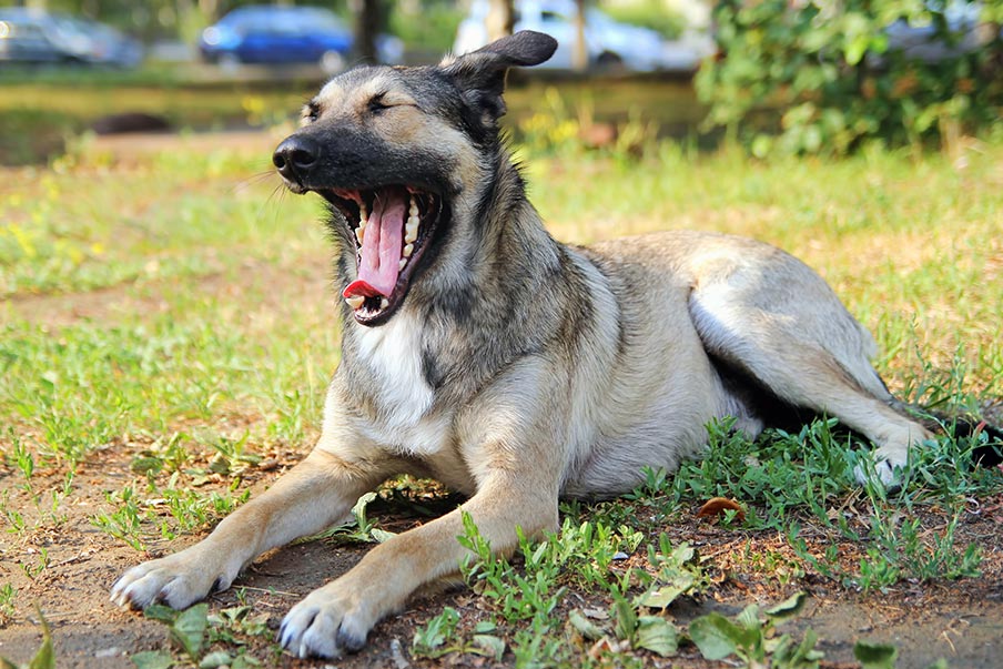 Γιατί τα σκυλιά αναστενάζουν και χασμουριούνται