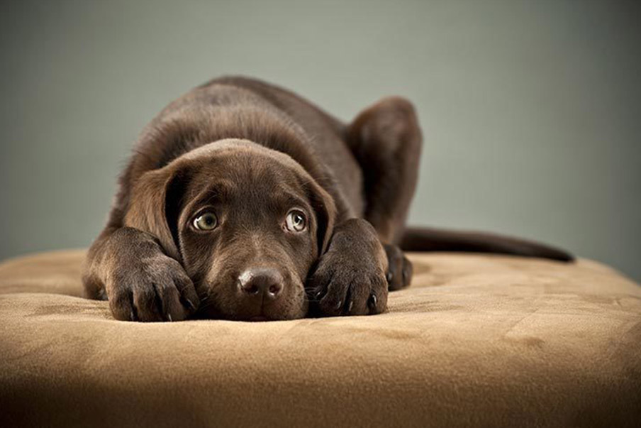 Σκύλος & άγχος: Τι πρέπει να γνωρίζετε