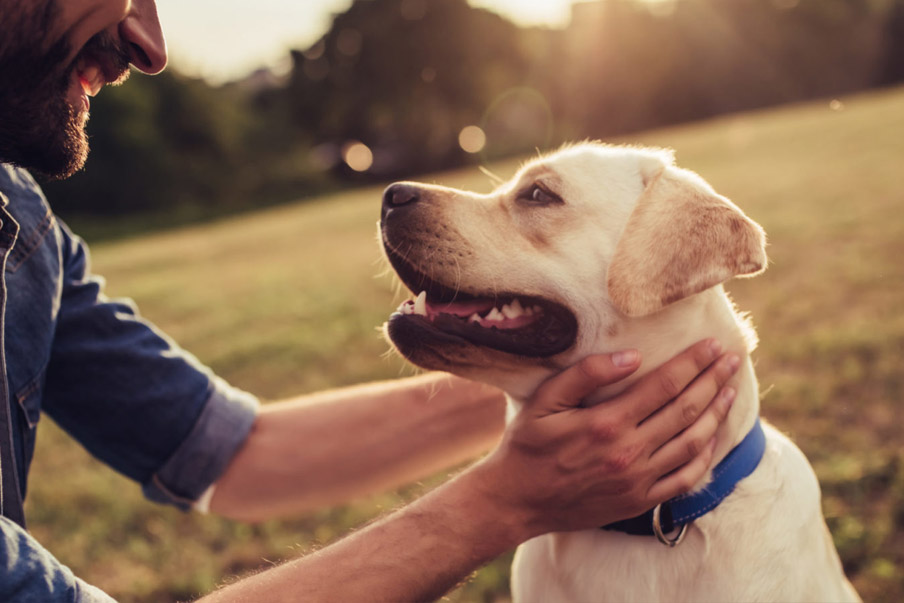Πόσο στοιχίζει η κατοχή ενός σκύλου;