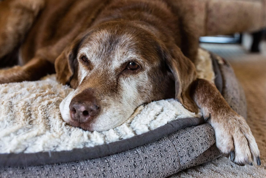 Η ηλικία στους σκύλους και η απαραίτητη φροντίδα των ηλικιωμένων