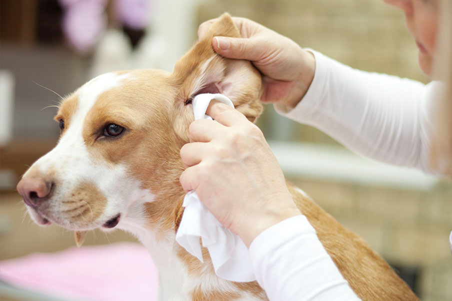 Συμβουλές για το σωστό καθαρισμό των αυτιών του σκύλου