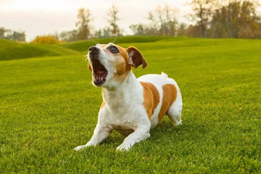 Πώς επηρεάζονται τα χείλη του σκύλου από το έντονο γάβγισμα