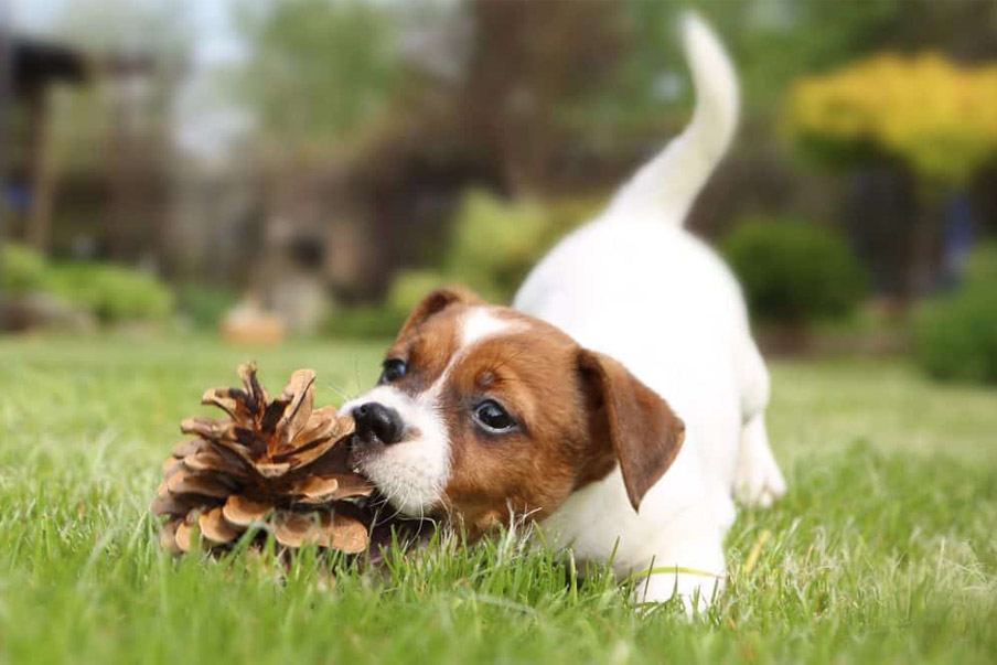 Πόσο επικίνδυνες είναι οι κάμπιες του πεύκου για τα σκυλιά;