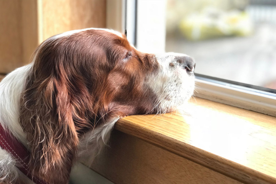 Συμβουλές για να μειώσετε το άγχος αποχωρισμού του σκύλου σας