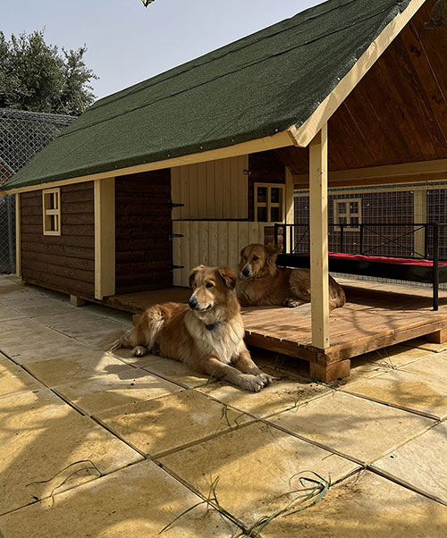 Επαύλεις σκύλων