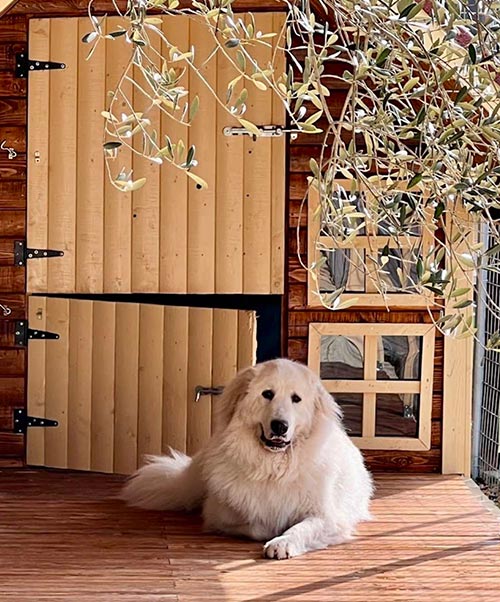 Πανσιόν σκύλων