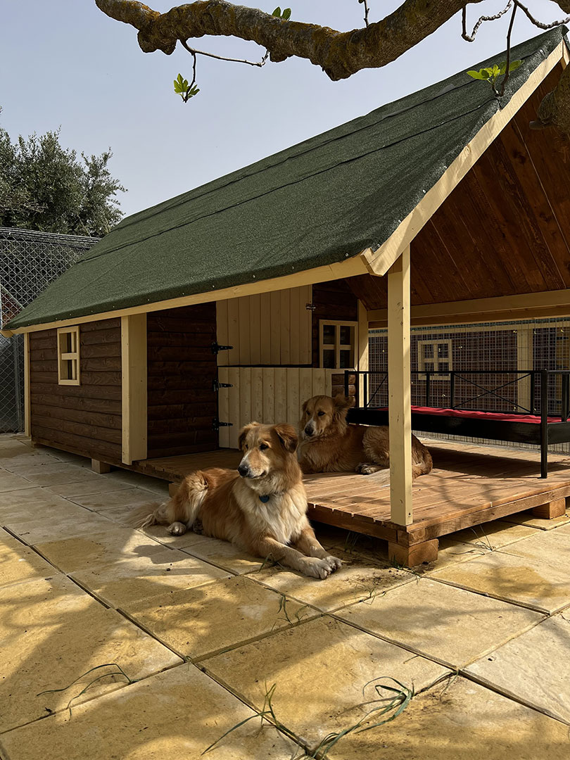 Επαύλεις σκύλων