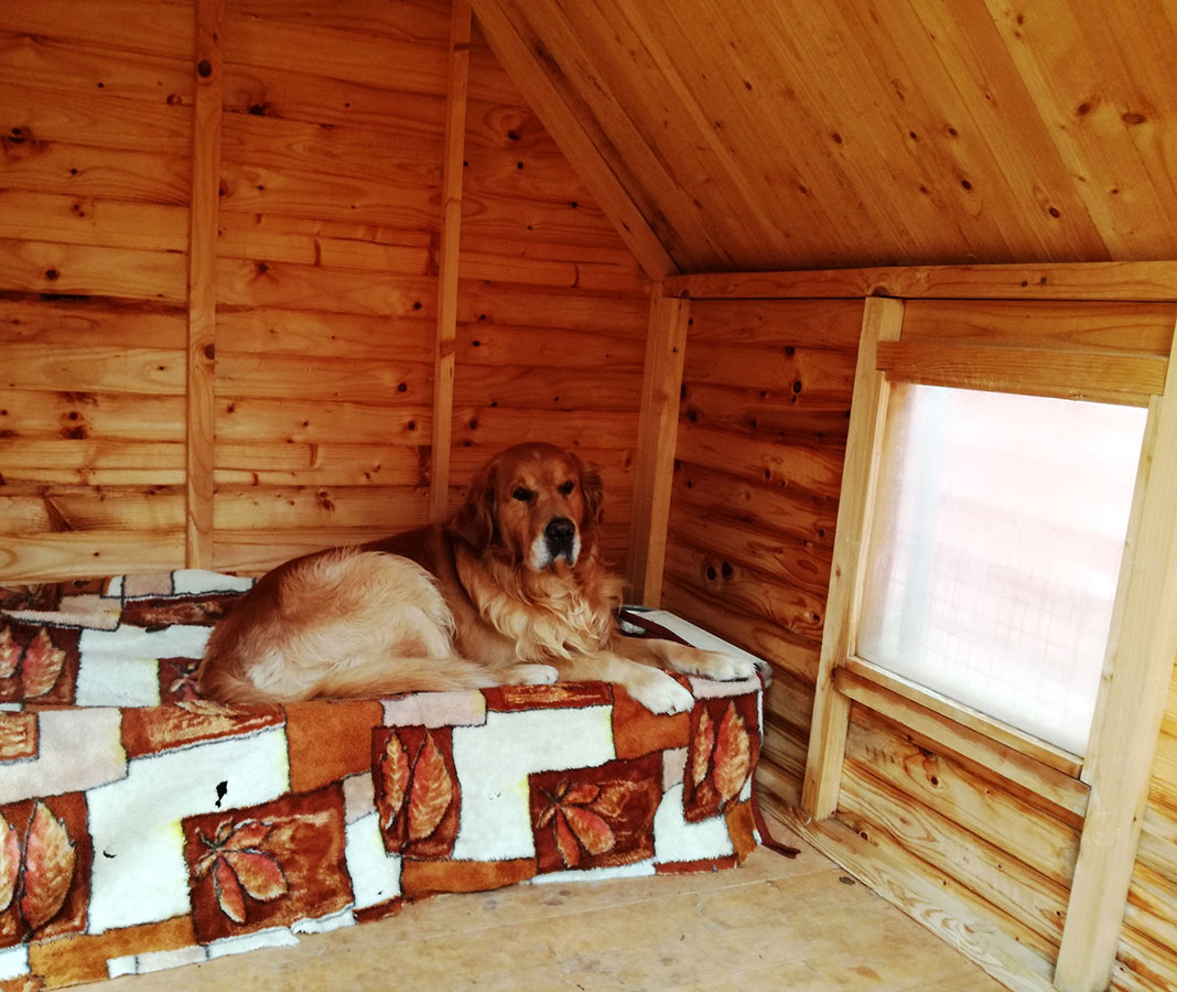 Επαύλεις σκύλων