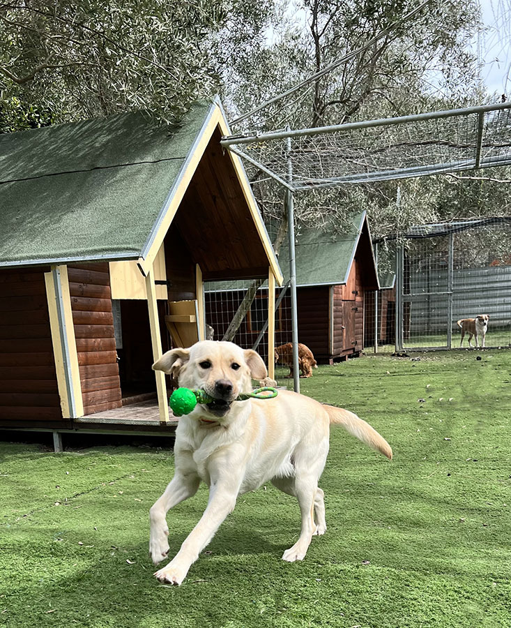 Επαύλεις σκύλων