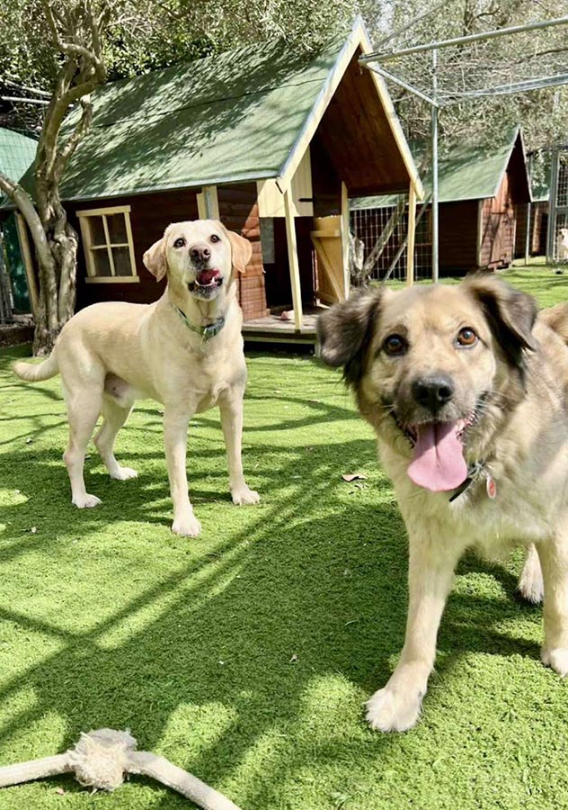 Επαύλεις σκύλων