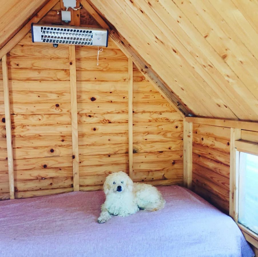 Επαύλεις σκύλων