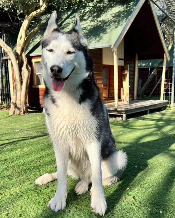 Επαύλεις σκύλων