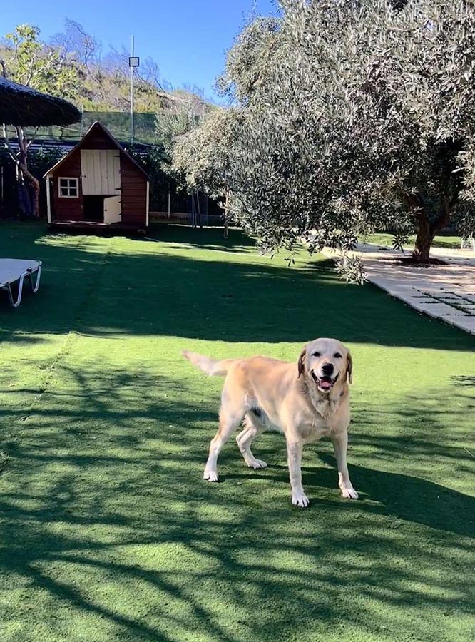 Επαύλεις σκύλων