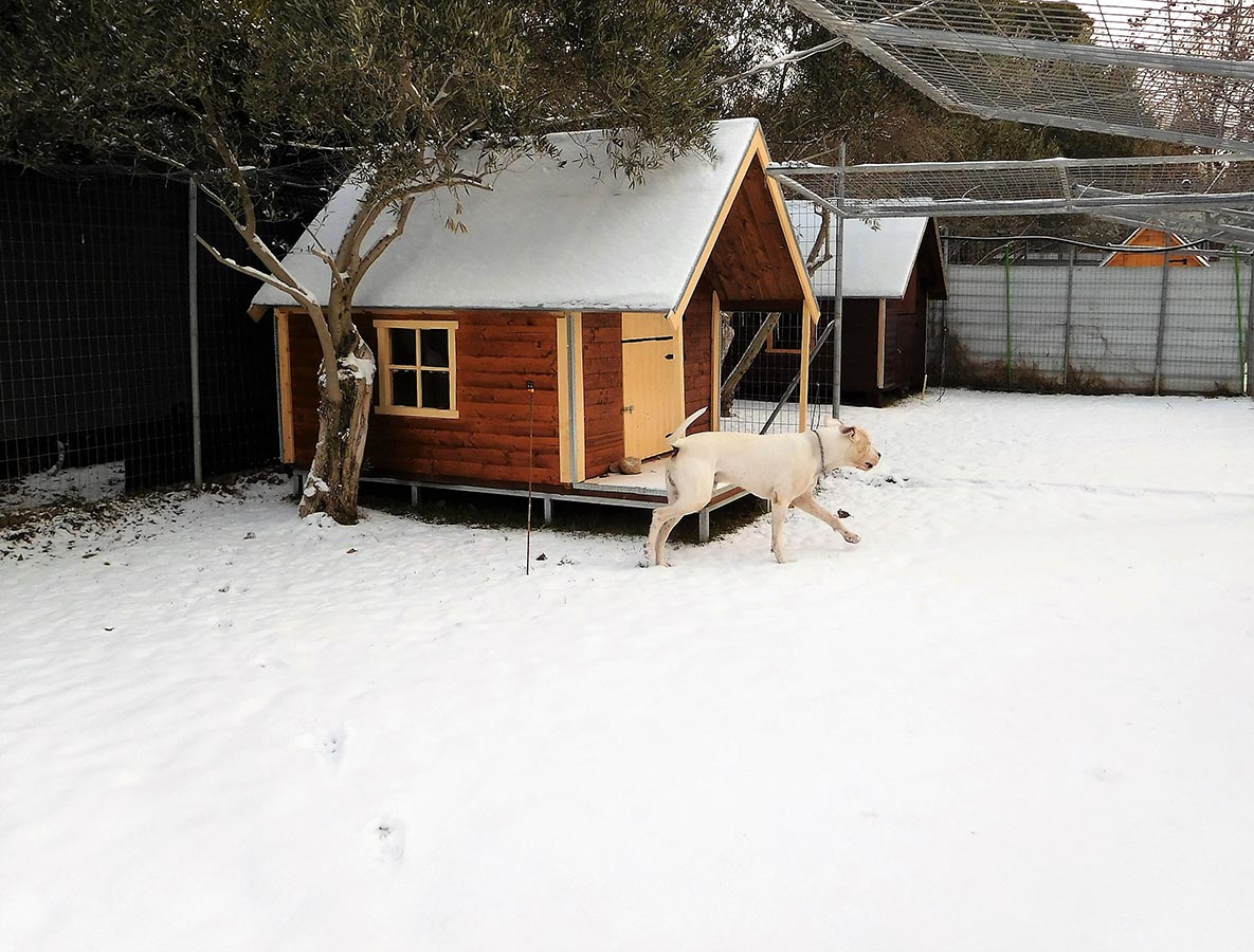 Επαύλεις σκύλων