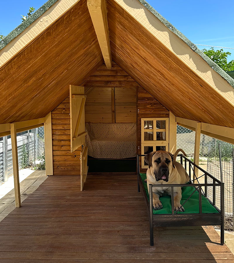 Φιλοξενία σκύλων