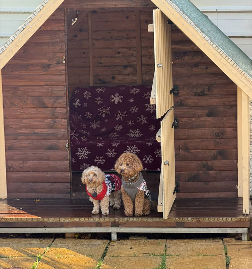 Πανσιόν σκύλων