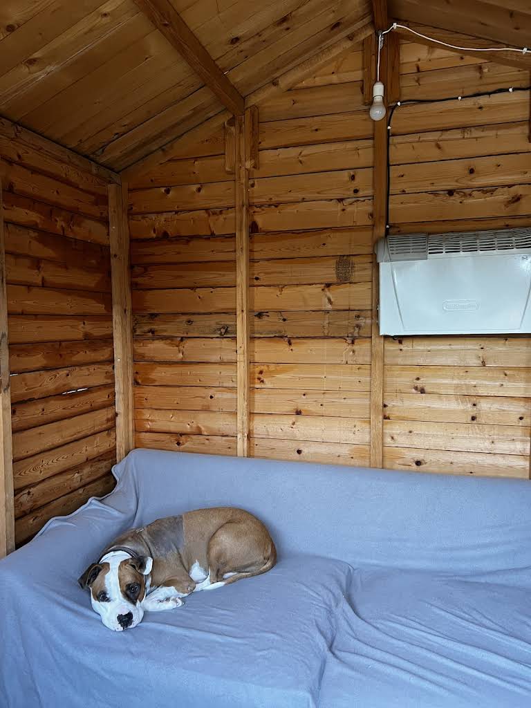 Πανσιόν σκύλων