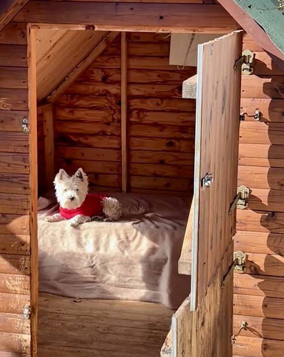 Πανσιόν σκύλων