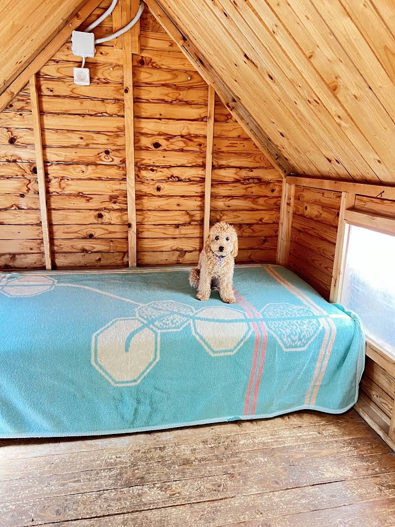 Πανσιόν σκύλων