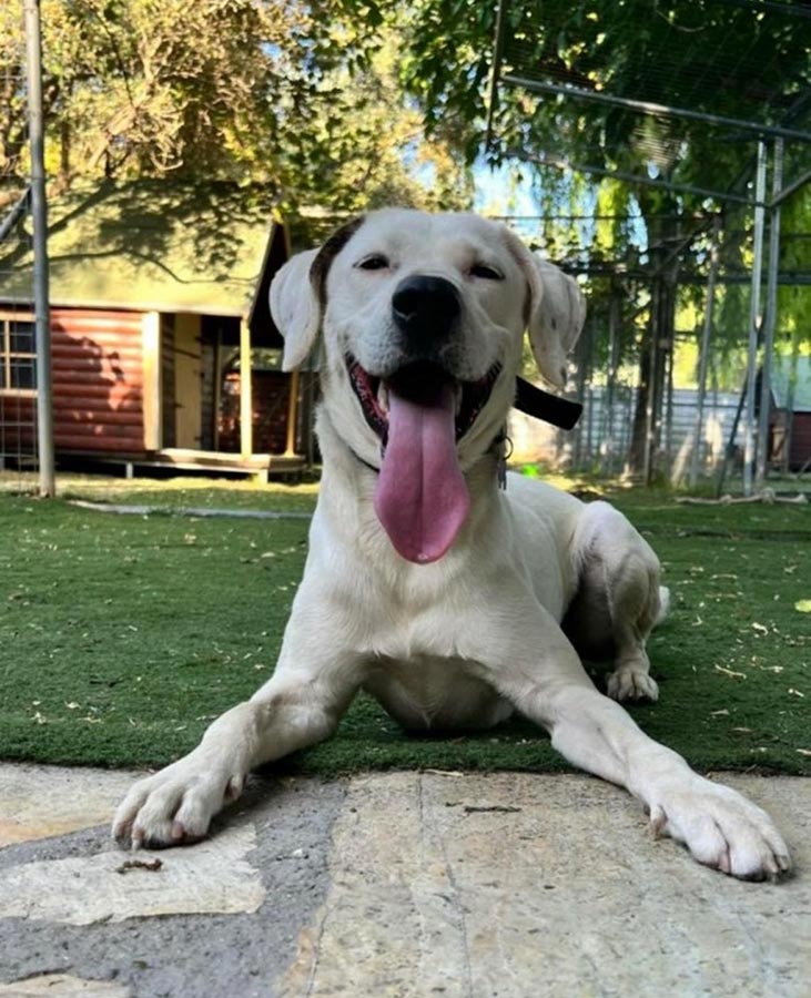 Πανσιόν σκύλων