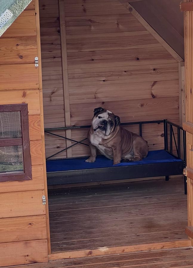 Πανσιόν σκύλων