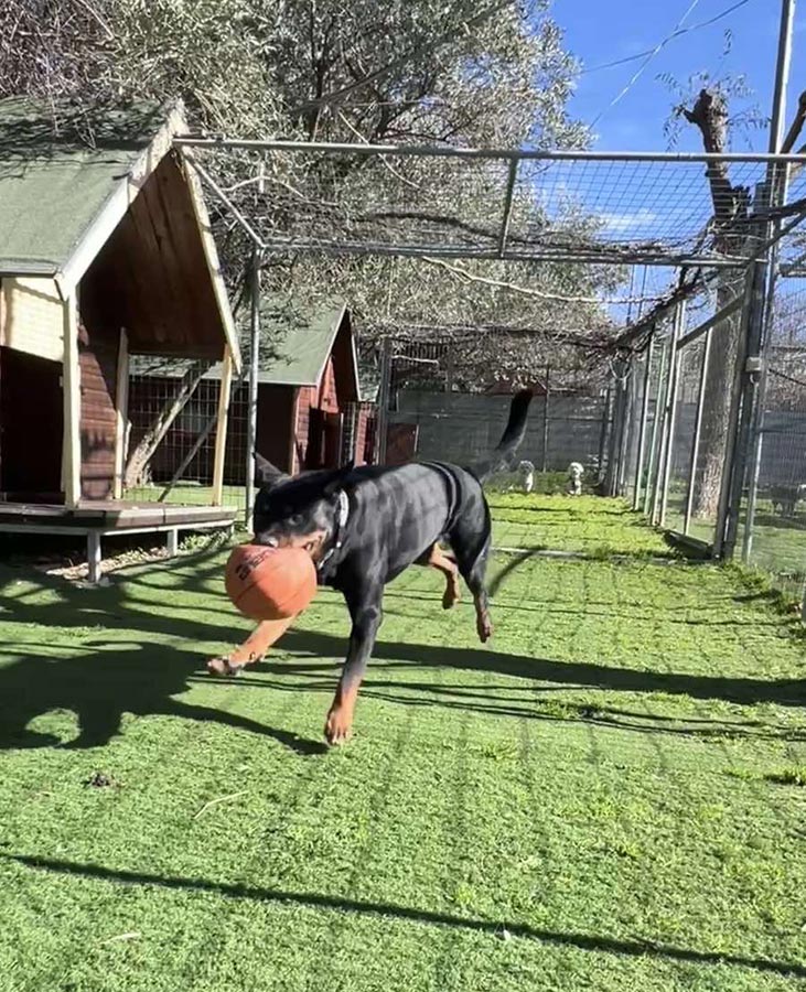 Πανσιόν σκύλων