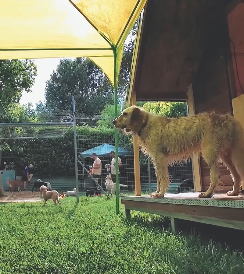 Επαύλεις σκύλων