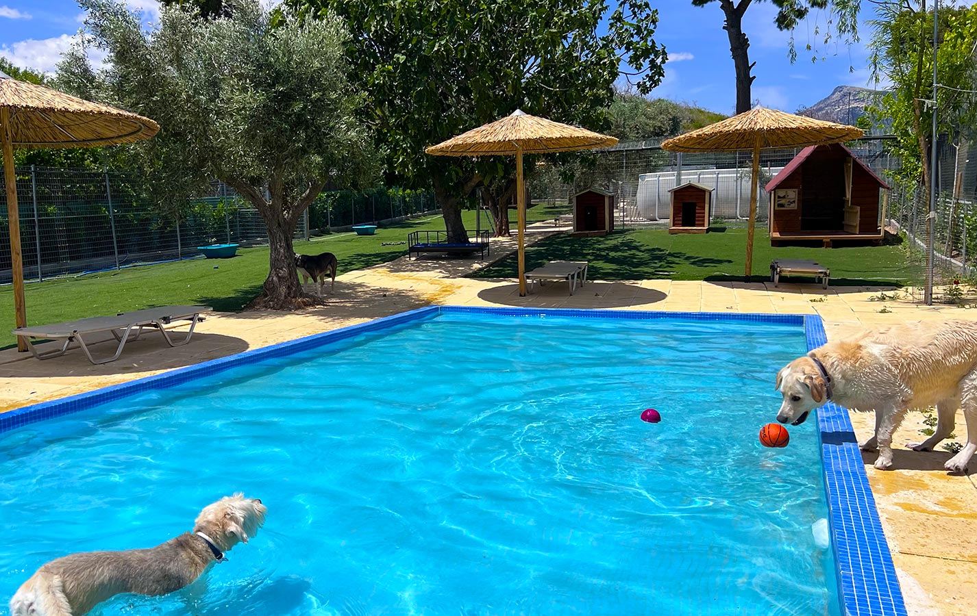 Ξενοδοχείο σκύλων I Love Dogs