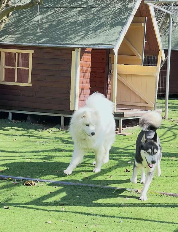 Ξενοδοχείο σκύλων