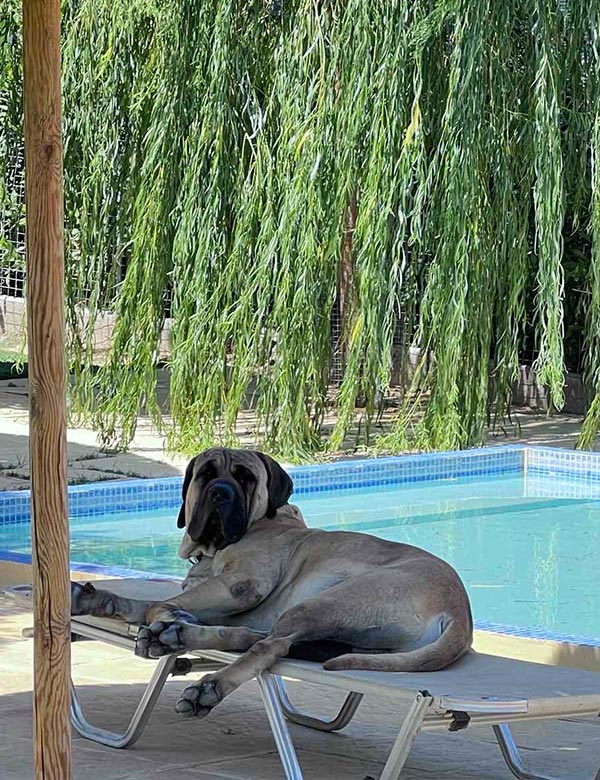 Ξενοδοχείο σκύλων