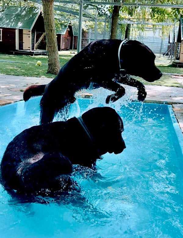 Ξενοδοχείο σκύλων